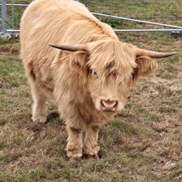 Picture of Highland Cow