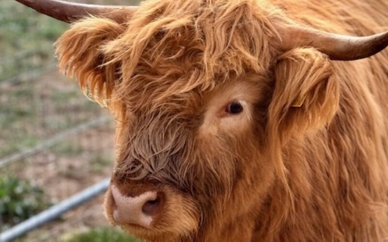 Highland Cow