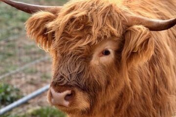 Highland Cow