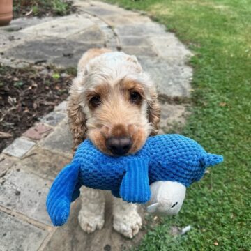 Dog with Teddy